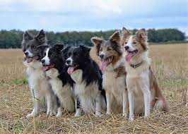 Aviary Border Collies