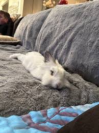 Image result for tbn:nuNU7FPK4A54yM::rvforsaleguide.com/images/bunny-resting-picture.jpg