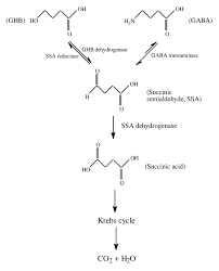 Metabolic Pathway Of Ghb And Gaba Download Scientific Diagram