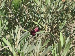 Image result for Olea chimanimani