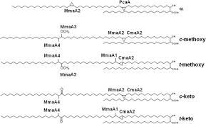 Mycobacteria - An Overview | Sciencedirect Topics
