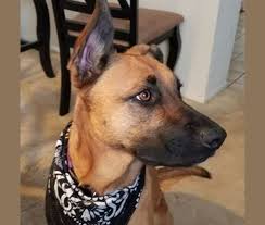 The german shepherd boxer mix is one of the most good looking dogs you will ever see in your lifetime, comes to life as a result. Embark Dog Dna Test Breed