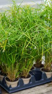Image result for Cyperus mollipes