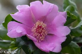 Image result for Heinsia zanzibarica