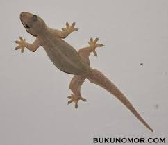 Berbeda dengan bermimpi buku mimpi 2d bertemu cicak jatuh di tangan dengan ukuran kecil diatas, jika kamu bertemu dengan cicak jatuh di tangan dewasa atau ukuran lebih besar maka sebenarnya maknanya ini lebih buruk. Mimpi Kejatuhan Cicak Buku Nomor