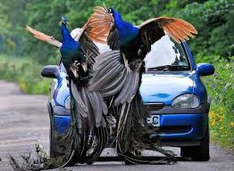 Pavos Pet Birds Beautiful Birds Animals