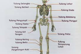 Sedangkan sendi yang menghubungkan pergelangan tangan dengan telapak tangan adalah sendi pelana. Fungsi Tulang Telapak Kaki Fungsi Tulang Pergelangan Kaki Fungsi Tulang Betis Fungsi Tulang Pengumpil Portal Purwokerto