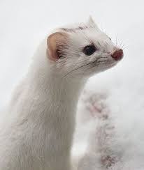 I Love Ermine Cute Little Animals Happy Animals Cute Animals