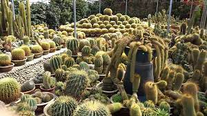Check out updated best hotels & restaurants near cactus valley. Just Another Cactus Farm Review Of Cactus Valley Cameron Highlands Malaysia Tripadvisor