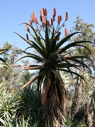 Image result for Aloe excelsa