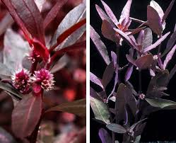 Image result for Alternanthera sessilis