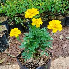 Jenis tanaman hias outdoor lainnya yang bisa kamu tanam di sekitar rumah adalah geranium. Tanaman Hias Bunga Marigold Bunga Marigold Pohon Marigold Tanaman Hias Outdoor Hiasan Taman Shopee Indonesia
