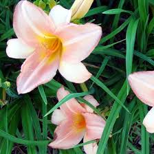 Ultimate roof garden guide completehome. 15 Flowers And Plants For Balcony Small Garden Or Roof Terrace Interior Design Ideas Ofdesign