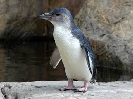Birds That Look Like Penguins But Aren T The 20 Cutest Wild Animals On Earth Cute Wild Animals Cutest Animals On Earth Cute Animals