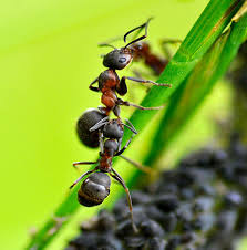 Getting rid of them can be even more frustrating, especially if they keep coming back, but there are things you can do. Ants