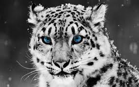 Mantén tus trazos simples y tu selección de colores limitada. Hermosas Imagenes De Animales Salvajes Y Domesticos Para Fondos De Pantalla Todo Imagenes