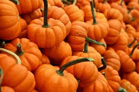 Some cats and dogs love the taste of pumpkin and will happily eat it off the spoon, but most will prefer it mixed into their meals. Can Cats Eat Pumpkin Yes Try These Recipes Litter Robot Blog
