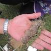A zoysia grass lawn provides superior turf density, providing a natural barrier against weeds. 1