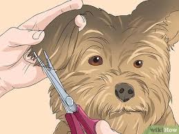 Yorkies with a fluffy cover are very good for korean haircut. Simple Ways To Trim A Yorkie S Face 12 Steps With Pictures