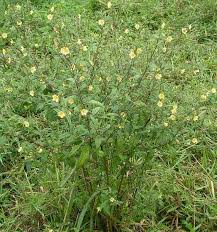 Image result for Sida rhombifolia