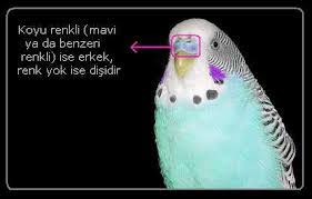 Kuslar Hakkinda Yararli Bilgiler Muhabbet Kusu Cinsiyeti
