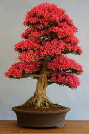 Maybe you would like to learn more about one of these? 46 Very Attractive Bonsai Indoor Trees Ideas For Indoor Decorations Plantas Bonsai Arboles Bonsai Bonsais