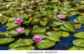 Image result for Nymphaeaceae