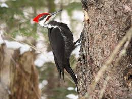 Killdeer Bird With White Ring Around Neck Pileated Woodpecker Is A Large Woodpecker With A Heavy Bill Males Have A Bright Red Crest And A Red Stripe On The Cheek Woodpecker Backyard Birds Birds