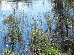 Image result for Caldesia parnassifolia