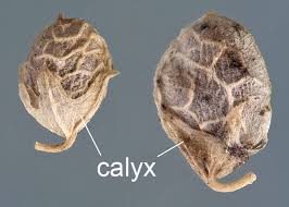 Image result for Melilotus indicus