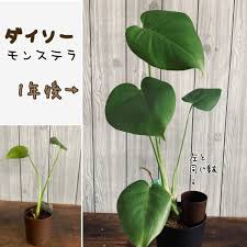モンステラ ダイソー