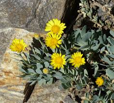 Image result for Hertia