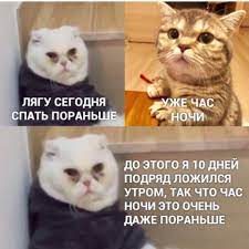 Пикабу - Ребята, расходимся, всем спать! #коты #сон | Facebook