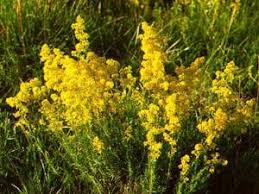 Pe 24 iunie românii sărbătoresc sânzienele sau drăgaica. Religie Sanzienele Sarbatoarea De La Cumpana Anului Monitorul De Suceava Luni 23 Iunie 2014