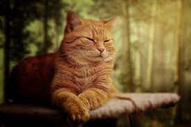 We did not find results for: Arti Mimpi Kucing Peliharaan Mati Detiklife