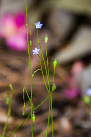 Image result for Wahlenbergia capitata