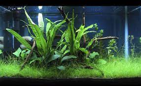 My First Planted Tank 10 Gallon Low Tech Betta Haven Aquascaping Fish Tank Design Aquascape Aquascape Design