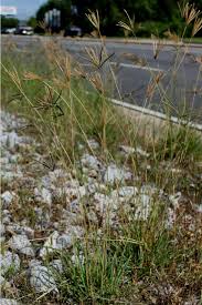 Image result for Eustachys