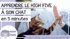 Sciences et avenir a posé ces questions à charlotte de mouzon, comportementaliste mais aussi dans ce cas, la meilleure des choses à faire c'est de donner plus de stimulation à son chat afin de lui permettre de s'ébrouer. Apprendre Le High Five A Son Chat En 5 Minutes Youtube