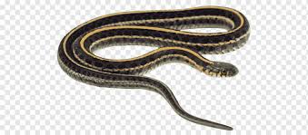 The eastern garter snake is a common terrestrial snake known for the three white or yellow stripes that run down the length of its back. Eastern Garter Snake Png Images Pngwing