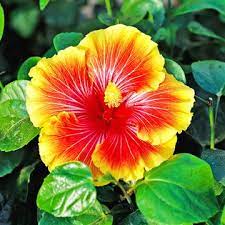 Pin On Plants I Want