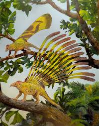 Image result for Isachne buettneri