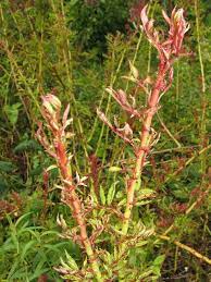 Rose Rosette Disease How To Treat Witches Broom On Roses Rosette Disease Rose Diseases Knockout Roses