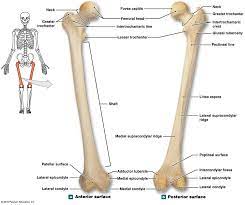 Bone Markings On The Right Femur Anatomy Bones Atlas Anatomy Skeletal System Anatomy