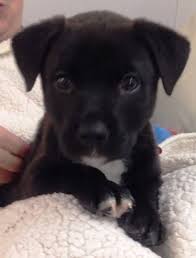 6 Week Black And White Pitbull Puppy Boris 7 Week Old Black Lab Pit Mix Pup 1 Of 4 These Little Guys Were Rescued At Under 4 Weeks Of Age And Home Ra Lab Mix Puppies Black Lab Puppies Lab Puppies