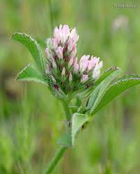 Image result for Trifolium polystachyum