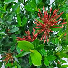 Image result for Ixora praetermissa
