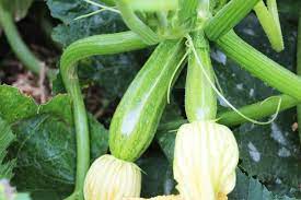 Check spelling or type a new query. Growing Zucchini In Hawai I Is It Possible