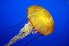 Jellyfish Cnidaria Scyphozoa Aurelia Animals A Z Animals