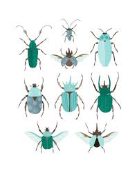 Art Print Beetle Identification Chart Blue By